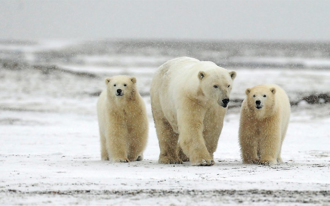 Alaska Polar Bear Expedition